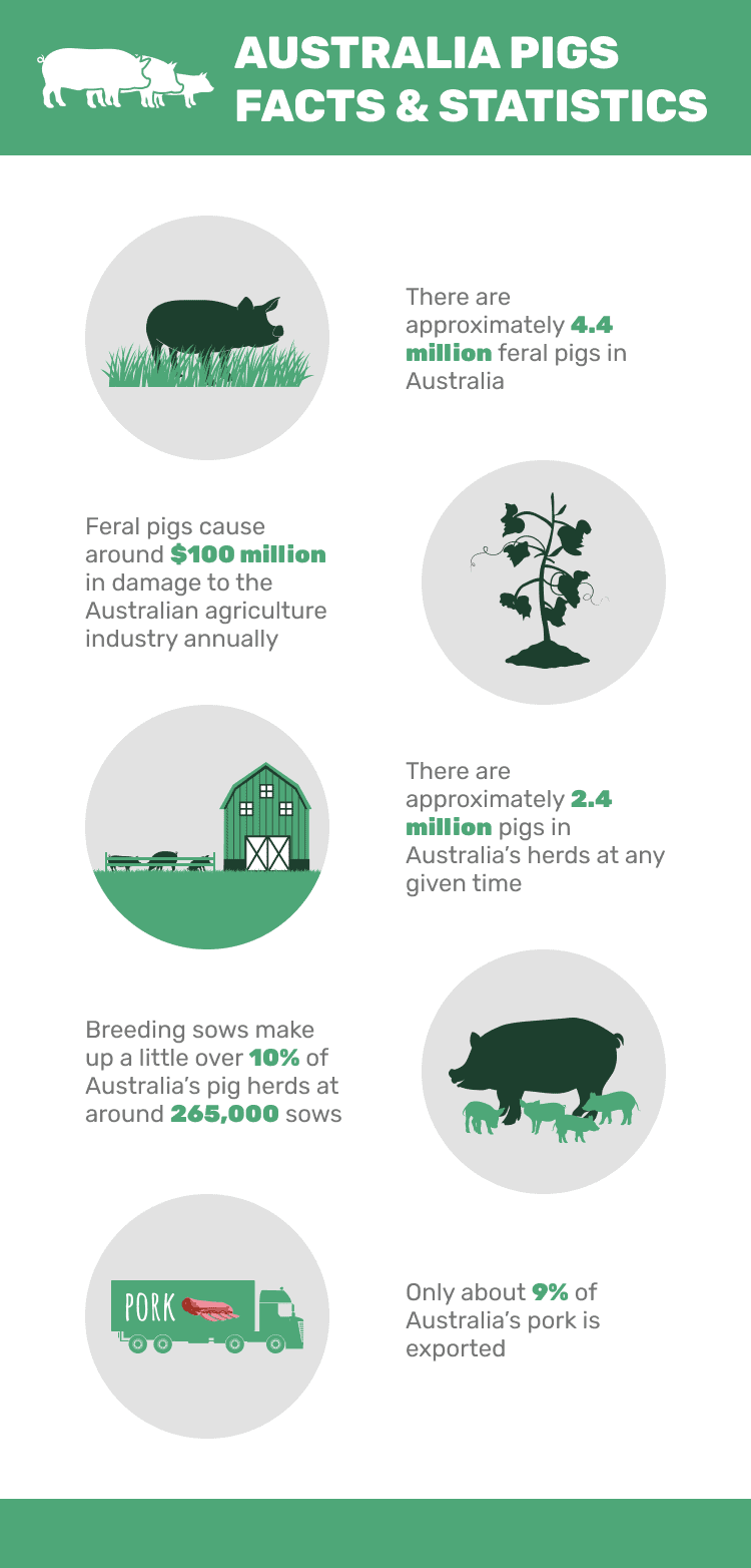 AUSTRALIA_PIGS_FACTS_&_STATISTICS