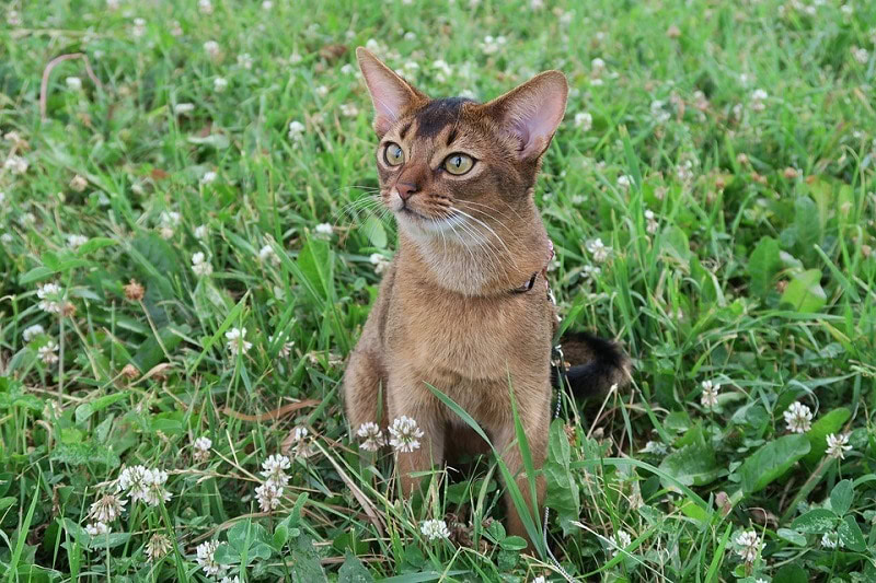 Abyssinian_tsapenkodg, Pixabay