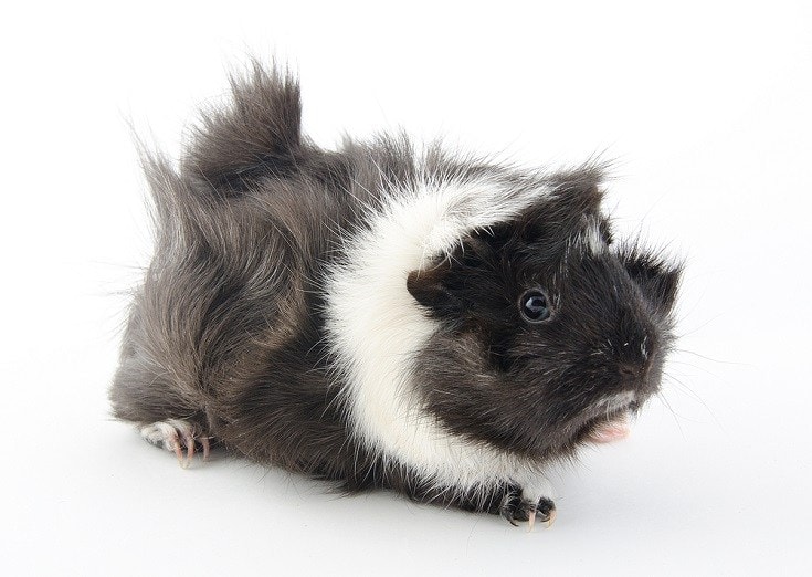 Abyssinian Guinea Pig