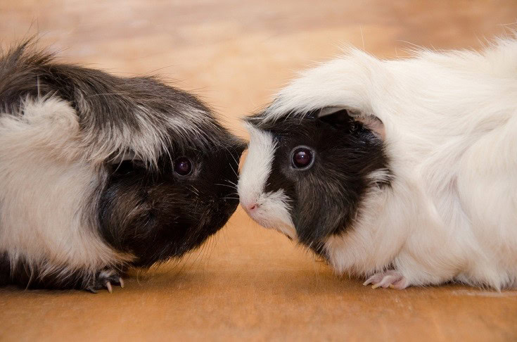 Abyssinian Guinea Pig