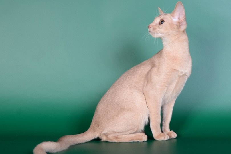 Abyssinian