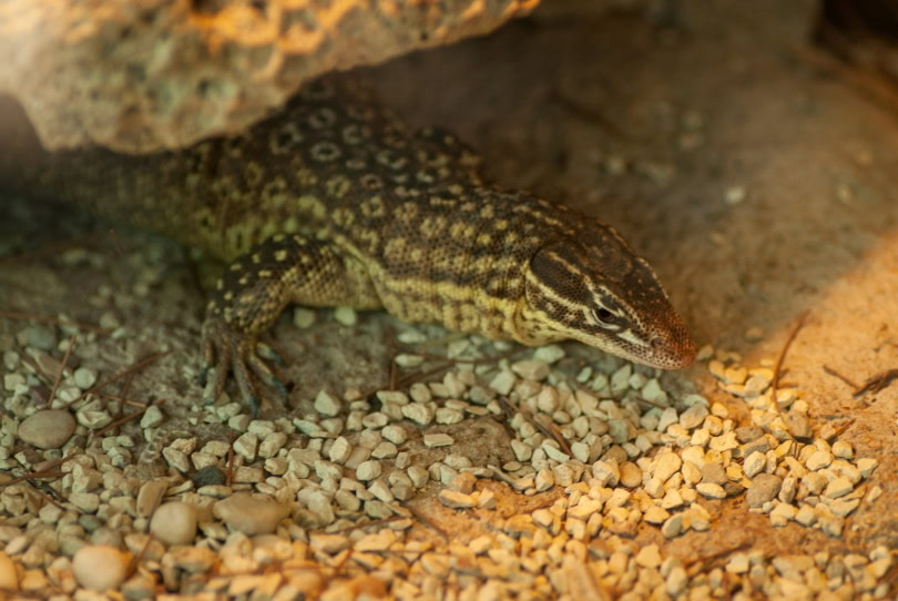 Ackie monitor