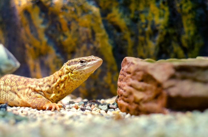Ackie monitor