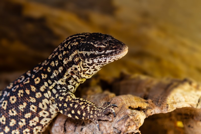 Ackie monitor