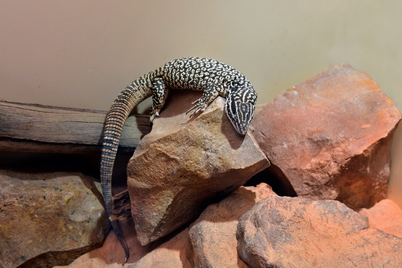 Ackie monitor