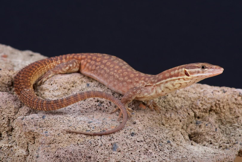 Ackie monitor