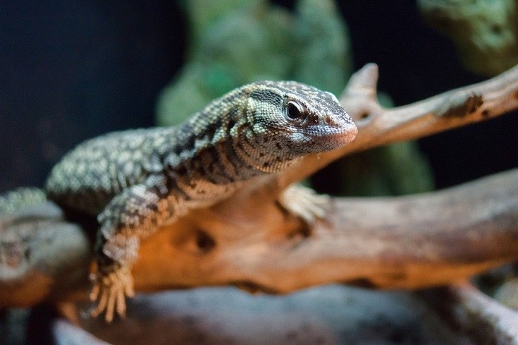 Ackies Monitor