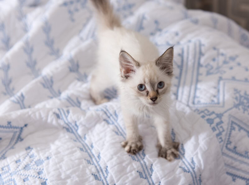 kitten kneeding, making biscuits, kitten playing on soft surface