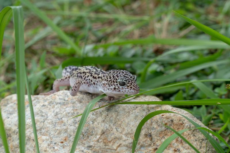 Adorable leopard gecko morph mack snow