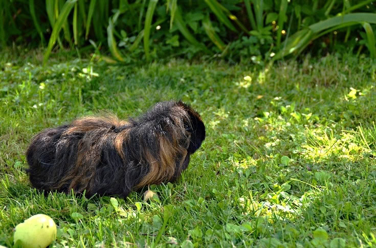 Adult Alpaca Guinea Pig
