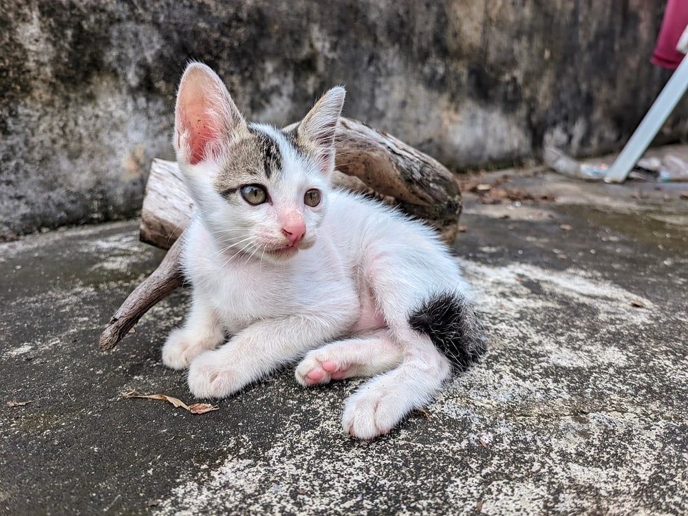 Aegean Kitten