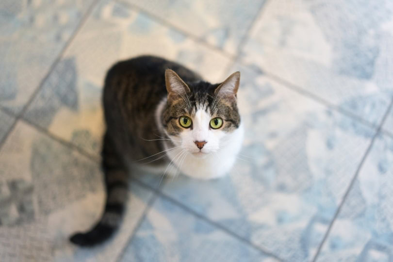 Aegean cat looking up from the kitchen floor