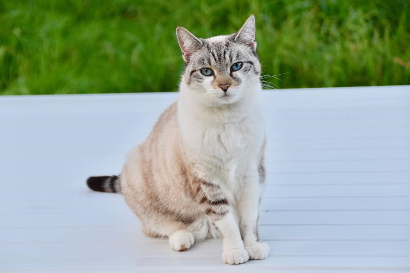 Aegean cat sitting on the deck