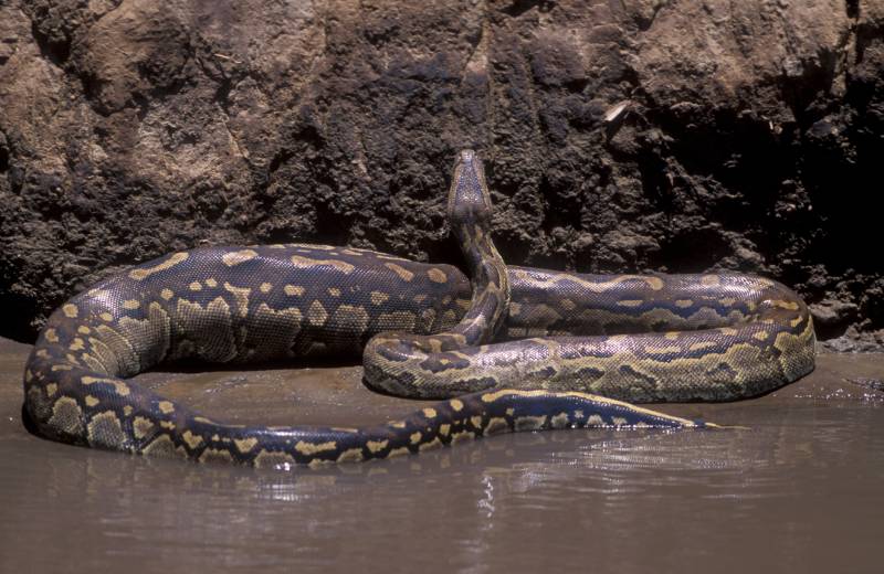 African Rock python