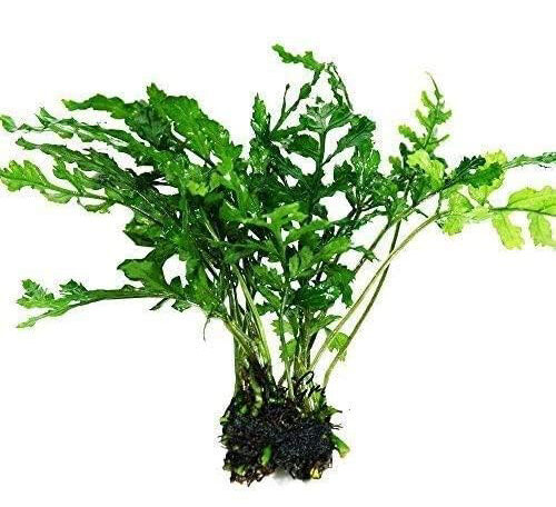 African Water Fern
