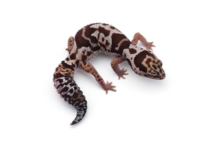 African fat-tailed