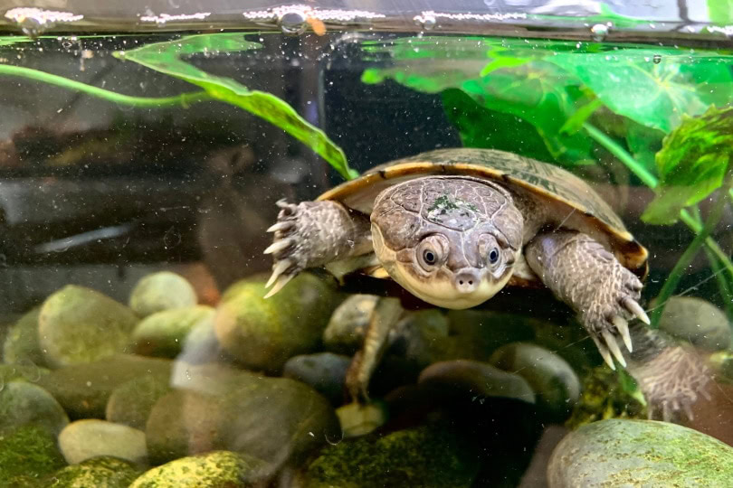 African side neck turtle