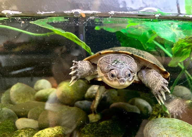 African side neck turtle