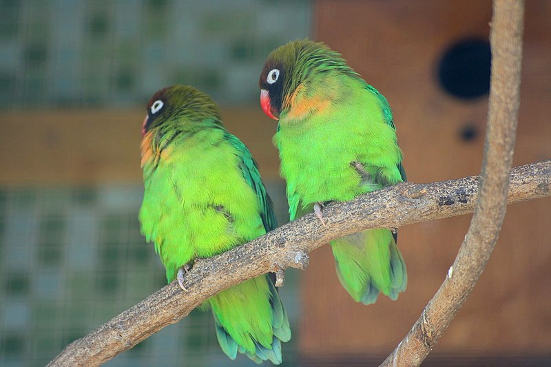 Agapornis nigrigenis