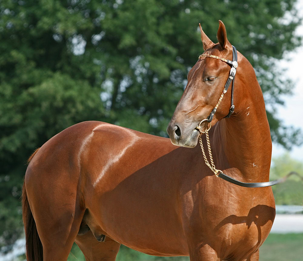 Akhal Teke Stallion -Gerald