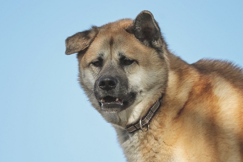Akita