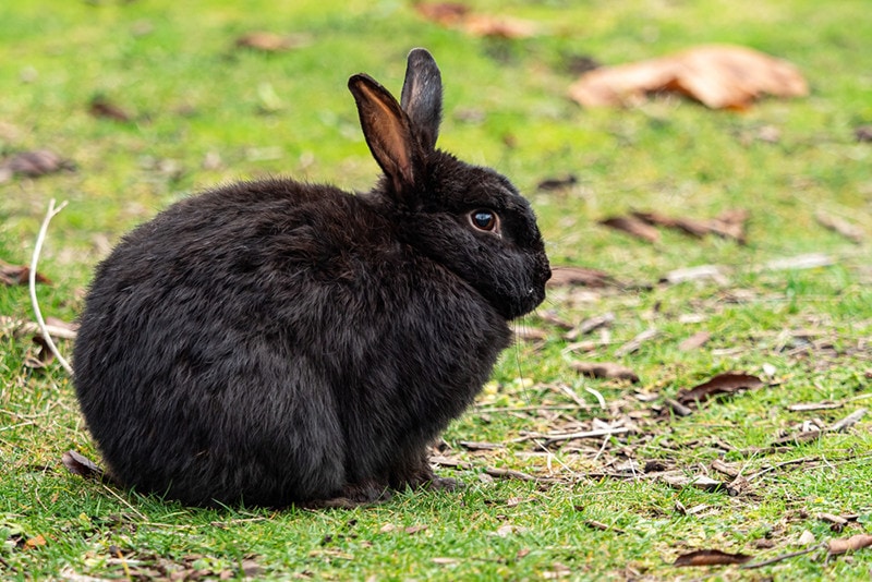 Alaska Rabbit