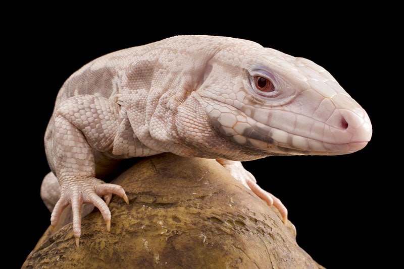 Albino black and white Tegu
