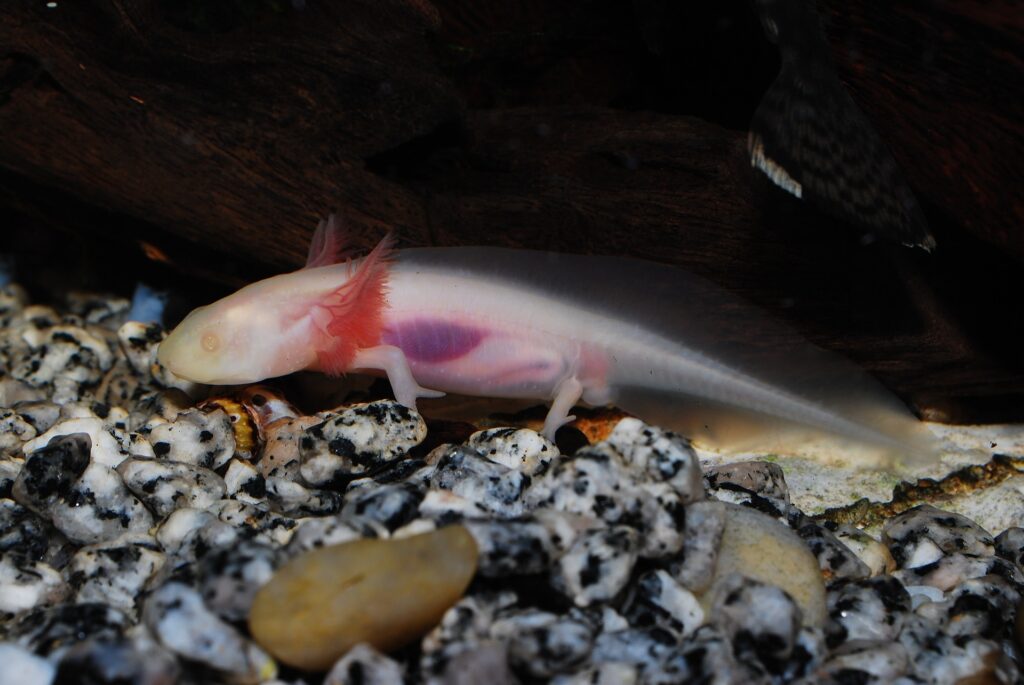 Albino axolotl 2