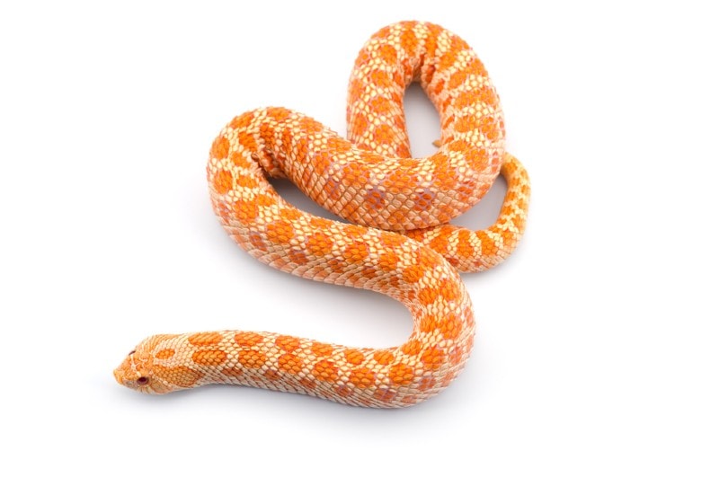 Albino hognose snake