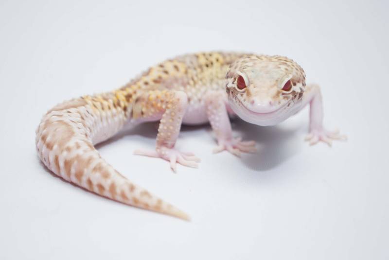 Albino leopard gecko