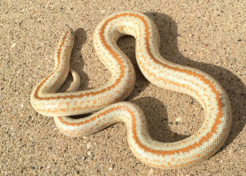 Albino rosy boa on the sand