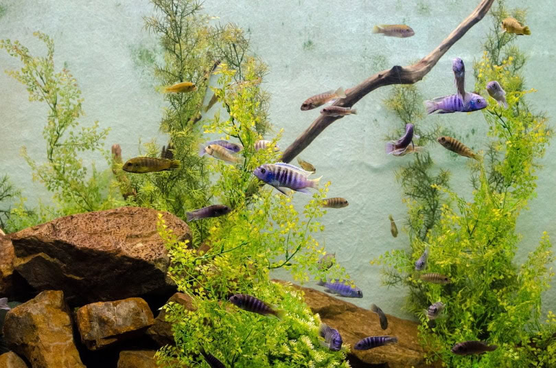 Algae in the aquarium