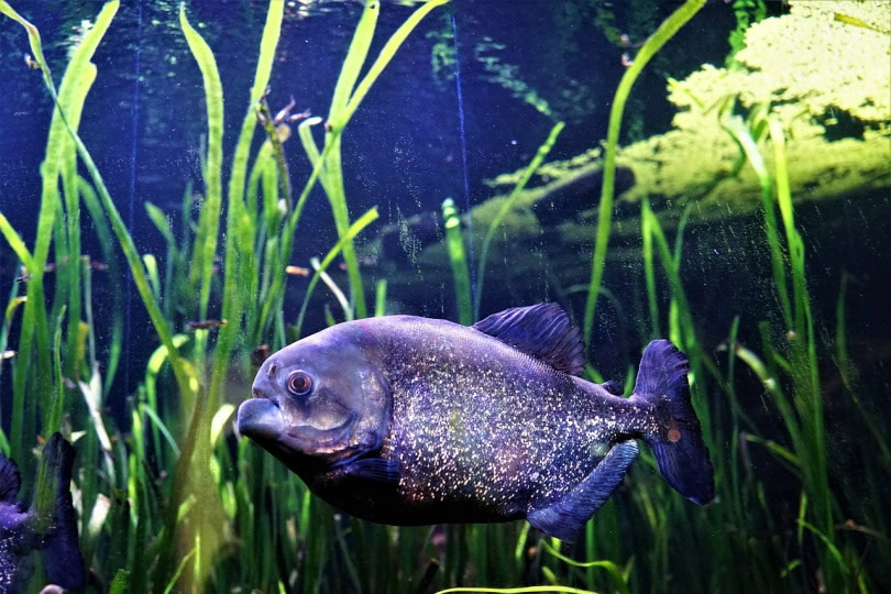 Algae inside the aquarium with fish