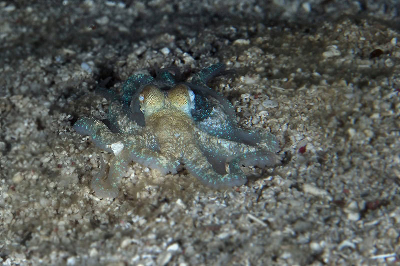 Algae octopus (Abdopus aculeatus) at the night time