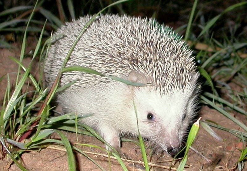 Algerian Hedgehog