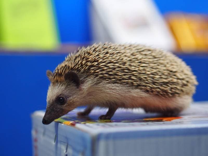 Algerian hedgehog