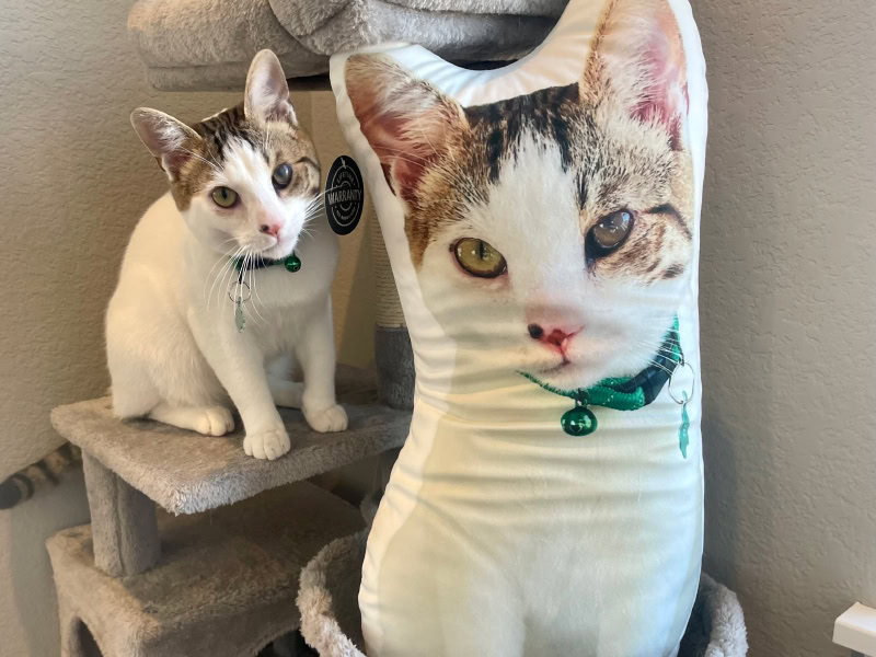 All About Vibe Custom Shaped Pillow - makoa on the cat tree with the product