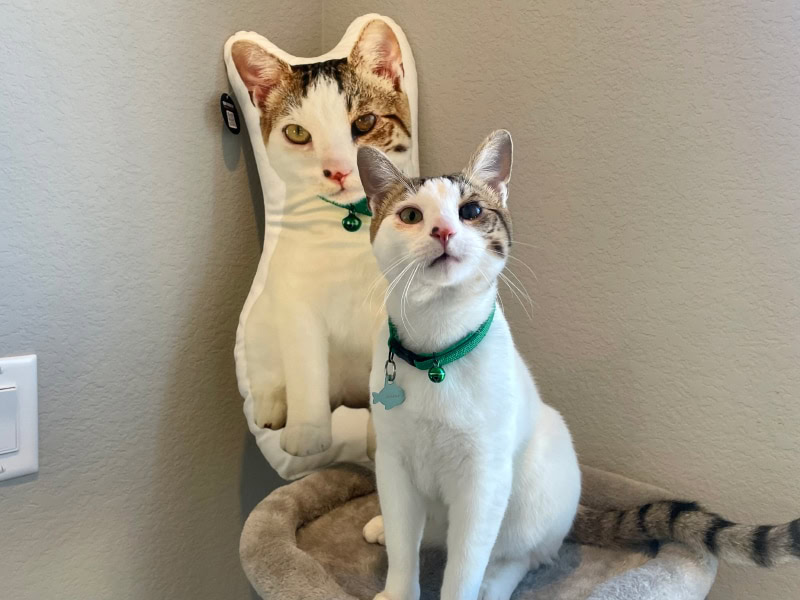 All About Vibe Custom Shaped Pillow - makoa sitting on cat tree with the product