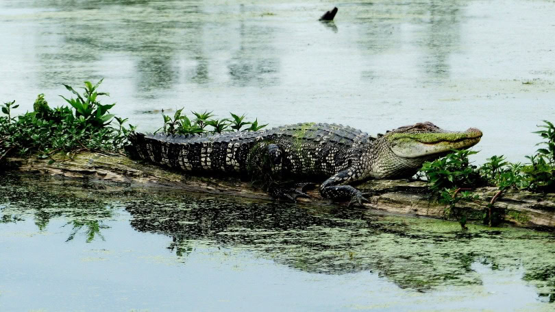 Alligator_Pixabay