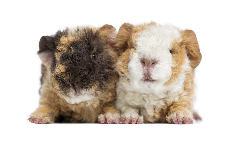Alpaca Guinea Pig