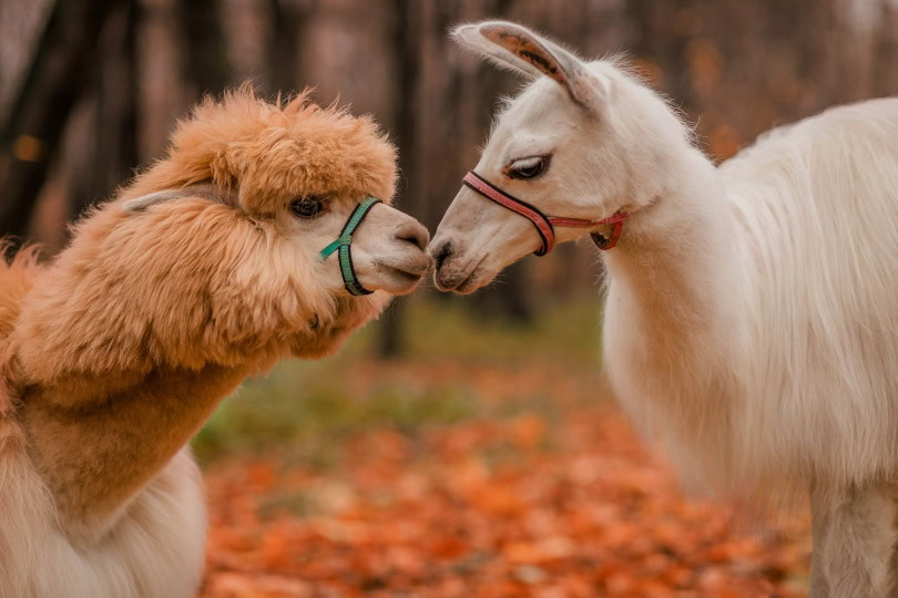 Alpaca and Llama together