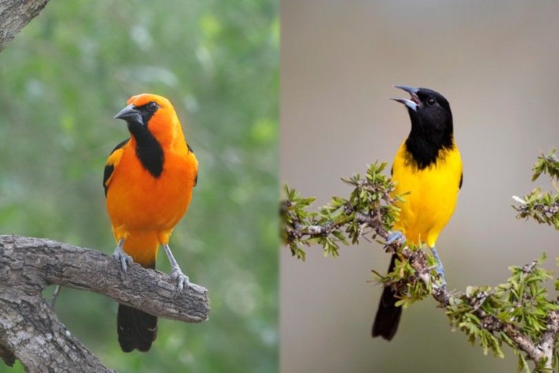 Altamira Oriole and Audubon's Oriole