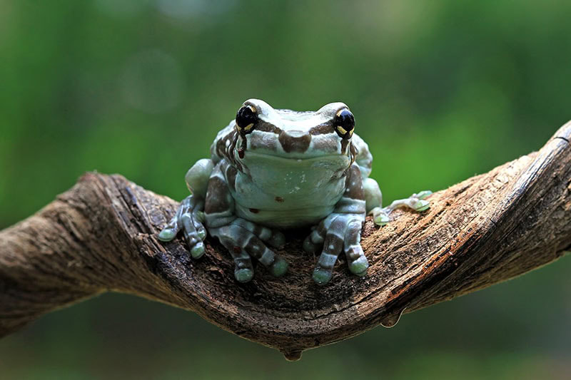 Amazone milk frog