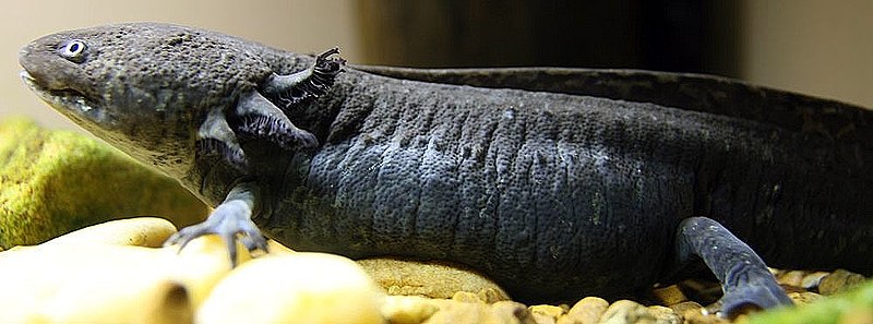 Ambystoma mexicanum