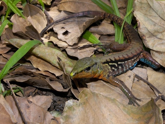 Ameiva festiva02