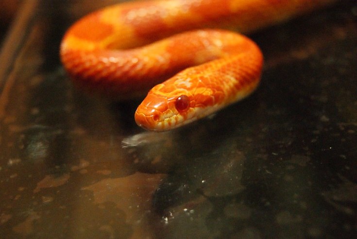 Amelanistic Corn Snake
