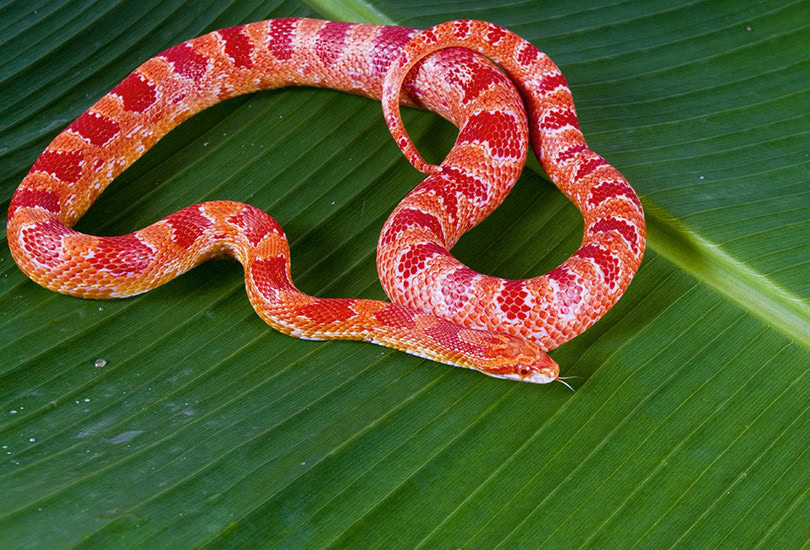 Amelanistic Corn Snake