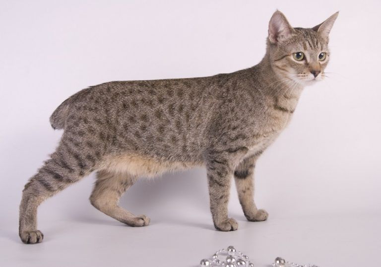 American-Bobtail