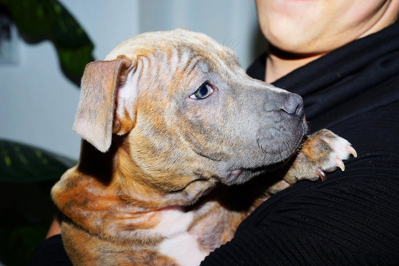 American Bulldog puppy
