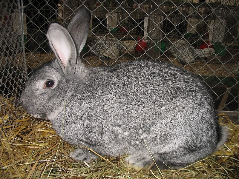American Chinchilla